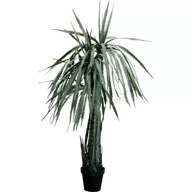 Dirbtinis augalas Dragon Tree 155cm