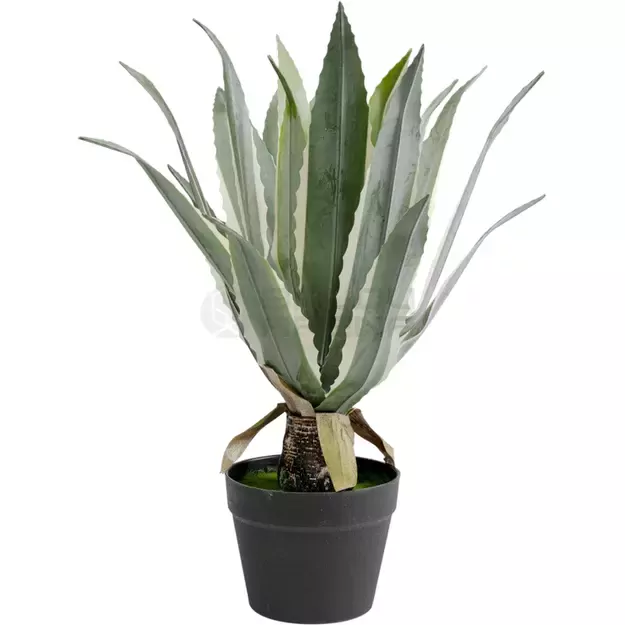 Dirbtinis augalas Agave 50cm